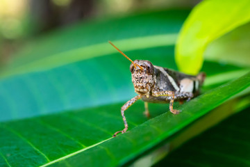 Macro grasshopper on green grass.environment natural concept.