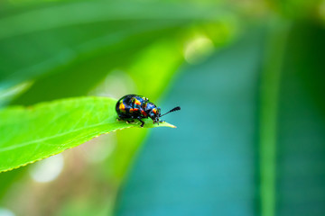 Beetle Plagiosterna aenea , Leaf beetle Chrysolina graminis on Green grass leaves.