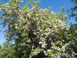hawthorn blossom in spring in Germany
