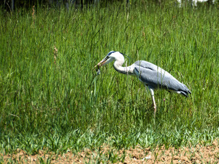 Heron on a meadow in Germany