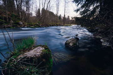 River stone and trees. Rapid river in the middle of the forest. Water stream with long exposure