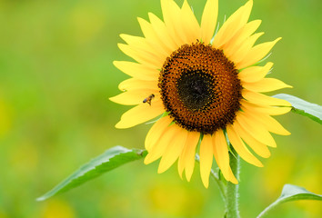 ひまわりとハチ