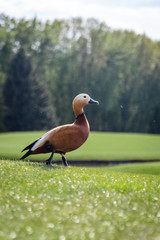 Ruddy Shelduck in the park. The ruddy shelduck, known in India as the Brahminy duck, is a member of the family Anatidae.