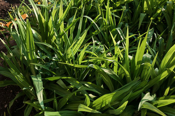 green grass and plants in the park in the sunlight