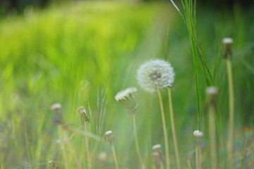 fluffy dandelion flowers with seeds grow in green garden