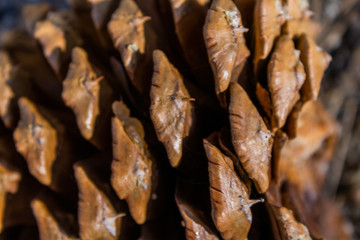 close up of a pine cone 
