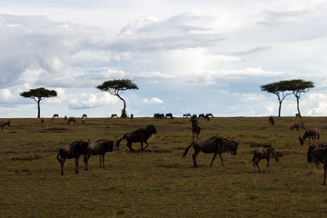 Kenia, Tiersafari, Tiere, Nationalpark, Safari 