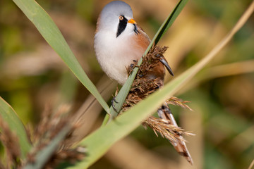 Bearded reedling, Panurus biarmicus on reed.