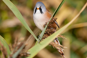 Bearded reedling, Panurus biarmicus on reed.