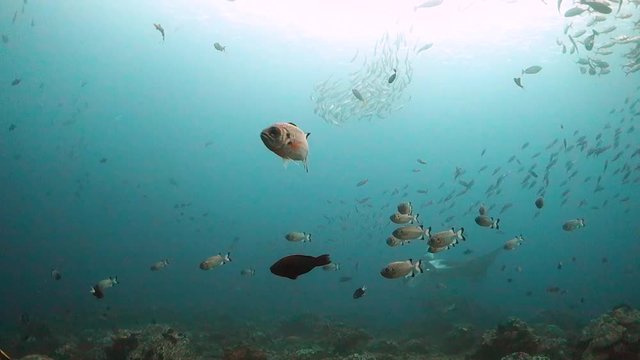 Oceanic manta ray swimming behing school of small fish