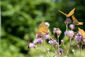 Argynnis paphia , kolorowe motyle © Manetho