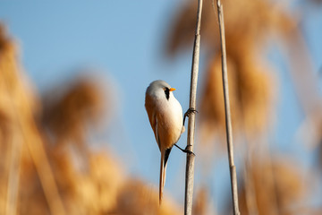 Bearded reedling, Panurus biarmicus on reed.
