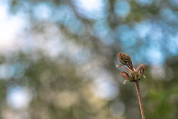 Blooming twig, first leaves.
Concept: spring