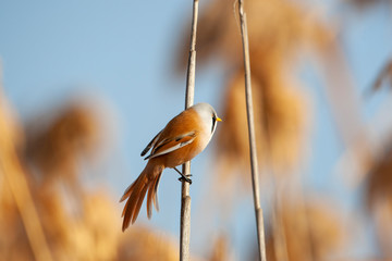 Bearded reedling, Panurus biarmicus on reed.