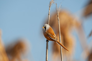 Bearded reedling, Panurus biarmicus on reed.
