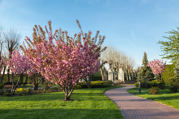 Sakura Cherry blossoming alley. Wonderful scenic park with rows of blooming cherry sakura trees in spring, Ukraine. Pink flowers of cherry tree.