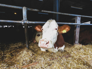 Humanely raised dairy cows. 