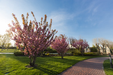 Sakura Cherry blossoming alley. Wonderful scenic park with rows of blooming cherry sakura trees in spring, Ukraine. Pink flowers of cherry tree.