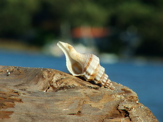 CONCHIGLIA