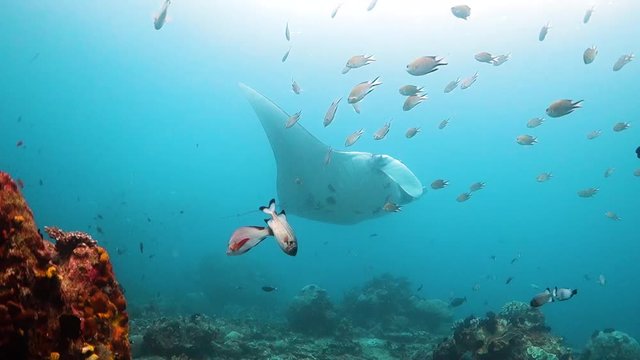 Oceanic manta ray swimming behing school of small fish