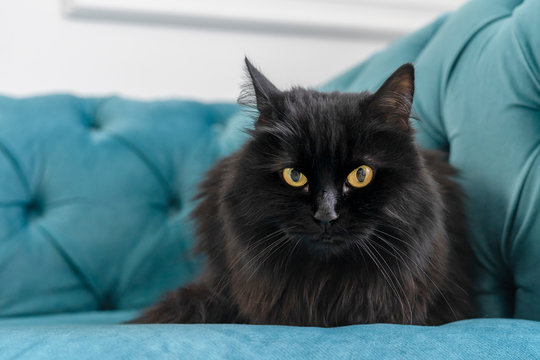 Black cat on a blue sofa close-up, long-haired pet, bright character of the cat, the owner of the house