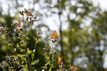 Argynnis paphia , kolorowe motyle © Manetho