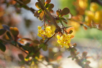 Barberry shrub with small yellow flowers in a spring sunny garden