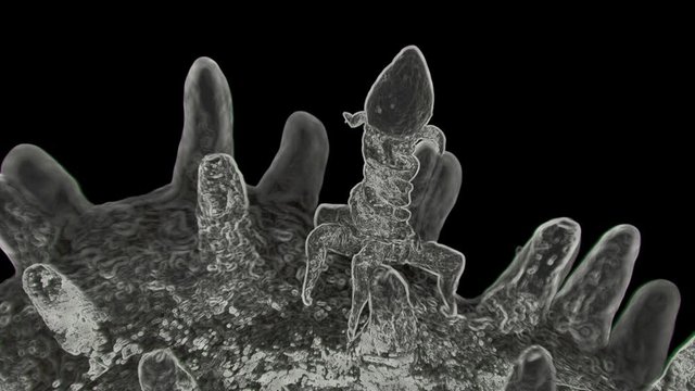 the bacteriophage sits on the bacteria, so they look under the microscope, in some cases they are used in the fight against bacteria instead of antibiotics. They are also used in scientific research.