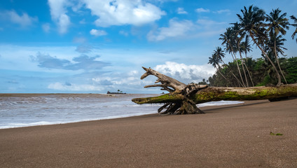 A tree lying on an empty tropical beach in Axim Ghana West Africa