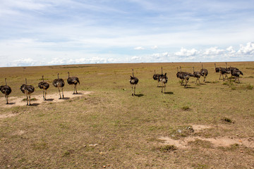 Afrika Kenya Kenia Masai Mara Strauß Vogelstrauß Wilderness Nationalpark Natur Wolken Sonnenunterga
