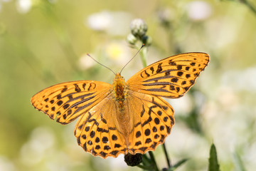 Obraz premium Argynnis paphia , kolorowy motyl