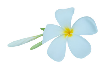 Plumeria isolated on white background. Nature pattern of blossoming color exotic Frangipani flower, Close up of Plumeria or Frangipani