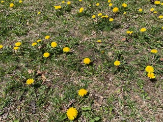 dandelions weeds 