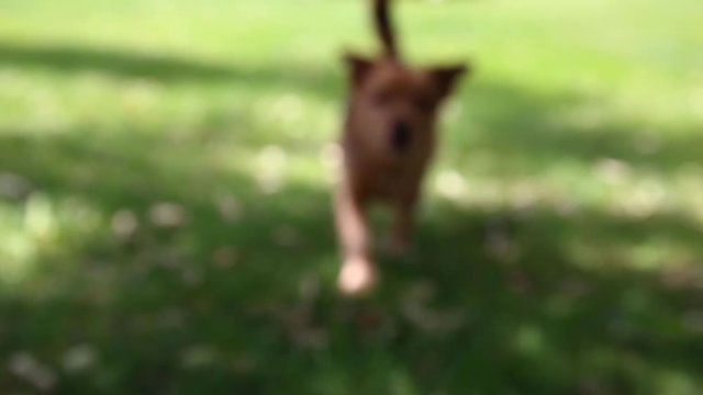 dog runs happy on the lawn