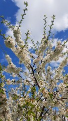 Spring tree blooming with white fragrant flowers under a blue sky