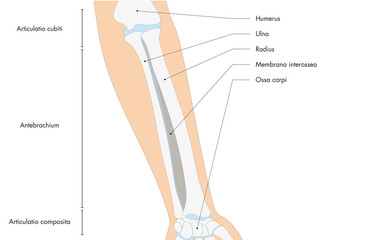 Anatomie - menschliches Skelett - Unterarm (lateinische Beschriftung)