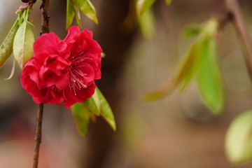 Hana peach flowers are blooming at botanical garden in Tokyo Japan.