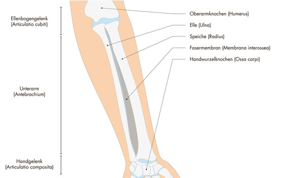 Anatomie - menschliches Skelett - Unterarm (deutsche Beschriftung)
