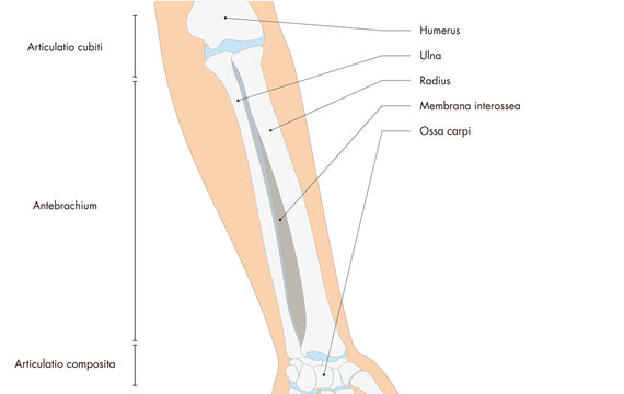 Anatomie - menschliches Skelett - Unterarm (lateinische Beschriftung)