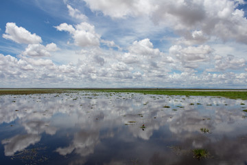 Afrika, Kenia, MasaiMara, L&ouml;wen, Paarungszeit, Wildness, Natur, L&ouml;wenPaar, Paar, Tiere