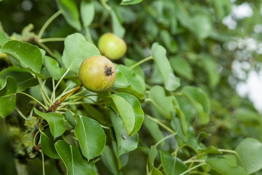 Wild pear tree closeup in an orchard garden