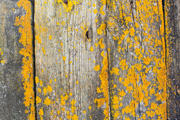 Old wood covered with leafy foliose lichens. Wood damages and treatment concept