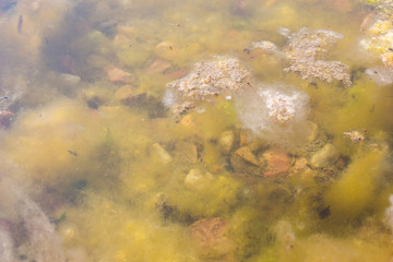 Muddy pond with spirogyra. Abounded Garden pond