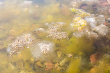 Muddy pond with spirogyra. Abounded Garden pond