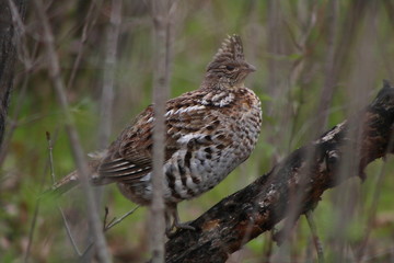 Ruffed Grouse (Bonasa umbellus) perched on a limb in Wisconsin
