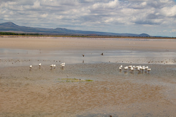 Ambroseli, Kenia, Killimandscharo, Kilimanjaro, Kilimanscharo, Tansania, Flamingos, Nature, Masai, Salzsee, SaltSea, SaltLake, Spiegelung, Vögel