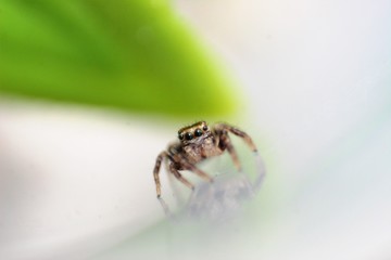 Salticidae Jumping Spider 