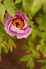 Big peony flowers are blooming at botanical garden in Tokyo Japan.
It's originally chinese flower.
