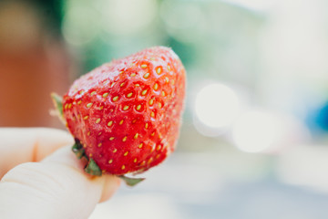 fruit strawberry  background spring fresh 