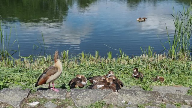 (Alopochen aegyptiaca) Egyptian goose. Adult male and female care for the chicks in their nest at the edge of a waterpark 